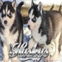 Huskys